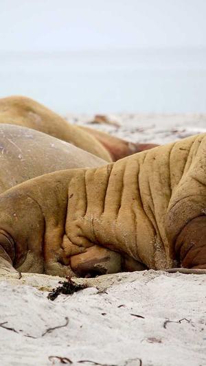 seo推广工具 si截图2