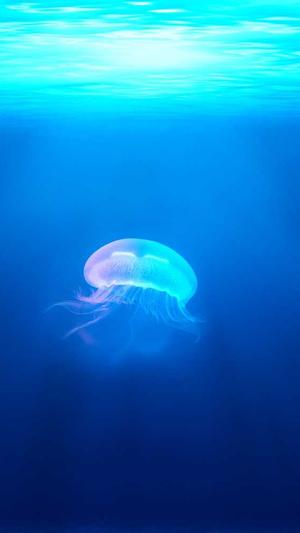 神马蜘蛛池租用多少钱截图3