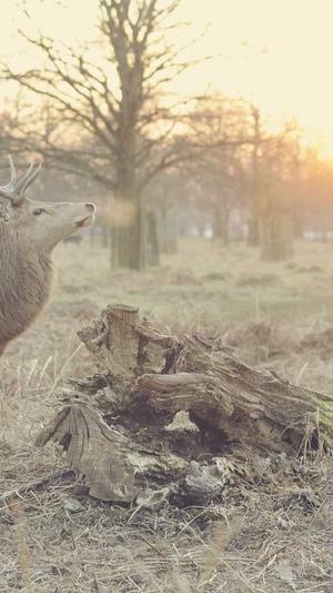 蜘蛛池免费软件下载截图4