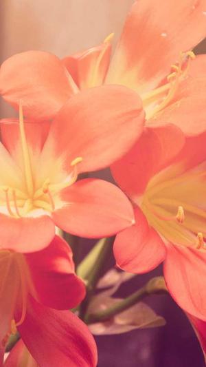 百度seo软件截图4