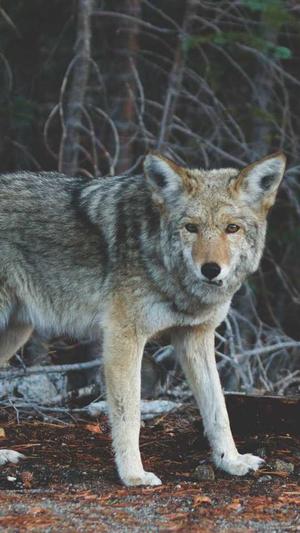 淘宝标题seo智能工具截图4