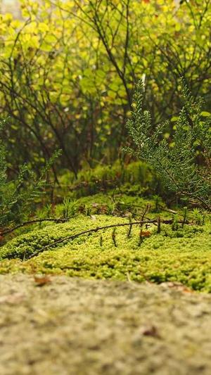 seo排名工具开发教程截图3