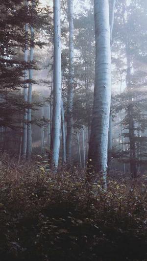 小旋风蜘蛛池英文截图3